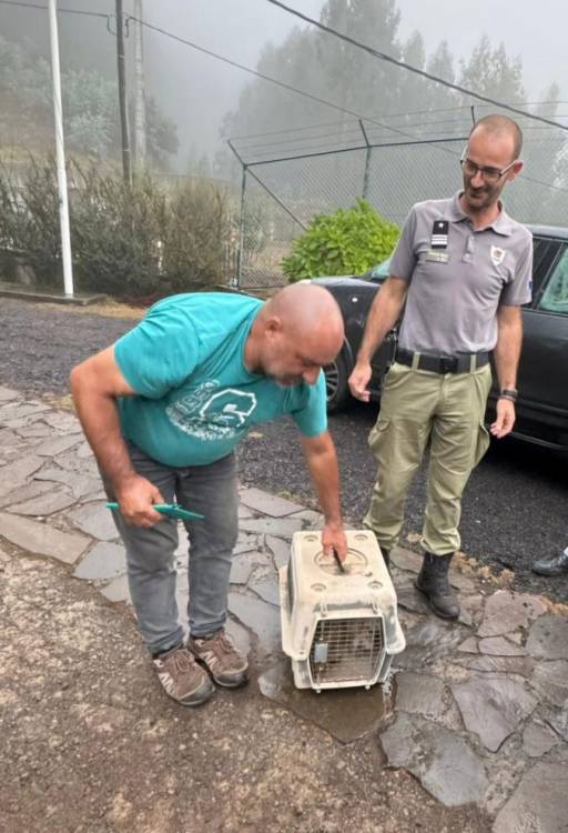 Cães perdidos na caça recolhidos pela Polícia Florestal no Paul da Serra