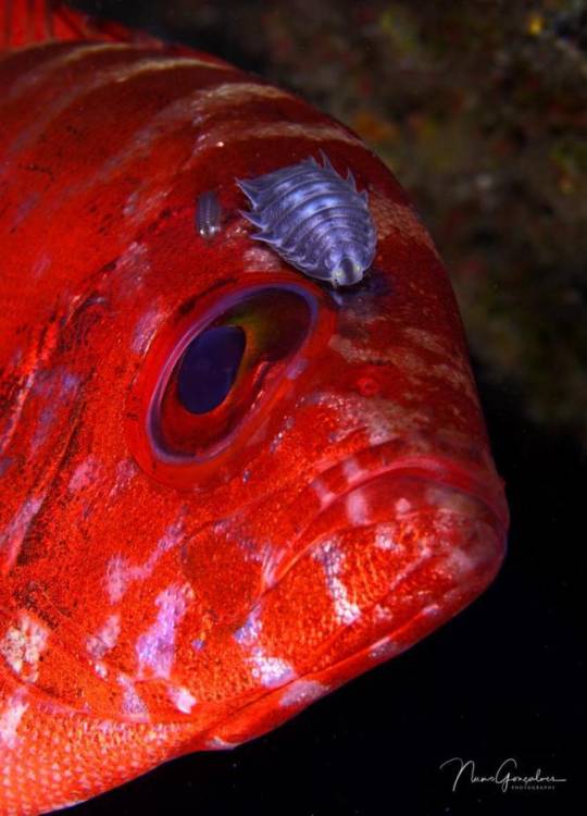 Já são conhecidos os vencedores do III Madeira Underwater Photo &amp; Video
