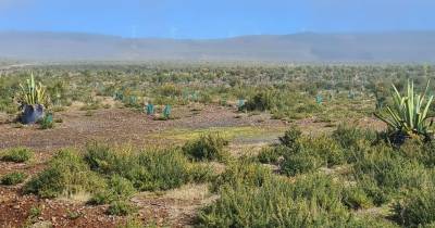 PAN denuncia plantação de agaves com crassulas no Pico da Urze.