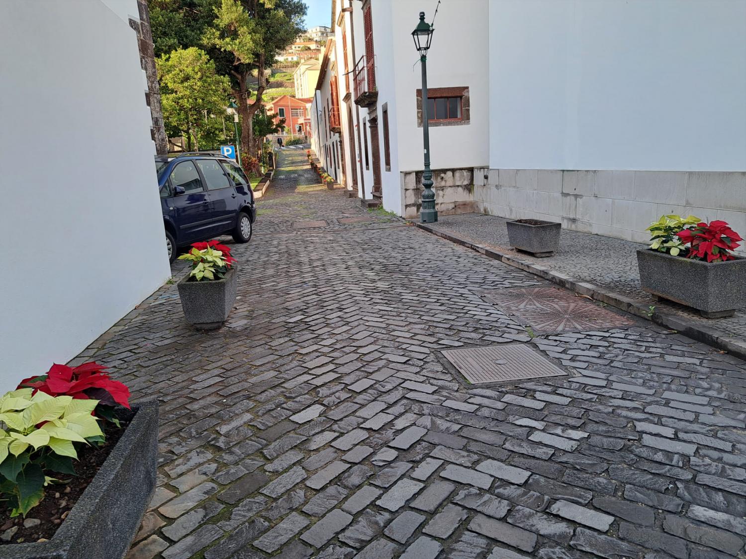 Manhãs de Páscoa plantadas em Santa Cruz desaparecem pela calada da noite