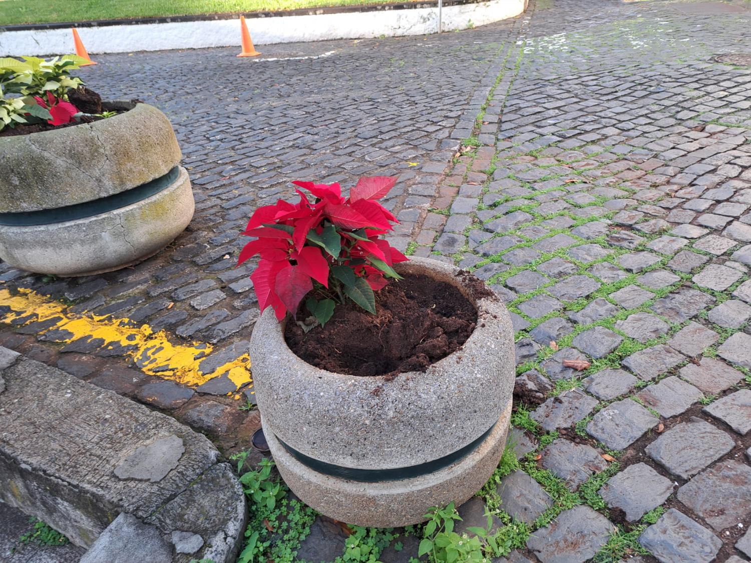 Manhãs de Páscoa plantadas em Santa Cruz desaparecem pela calada da noite