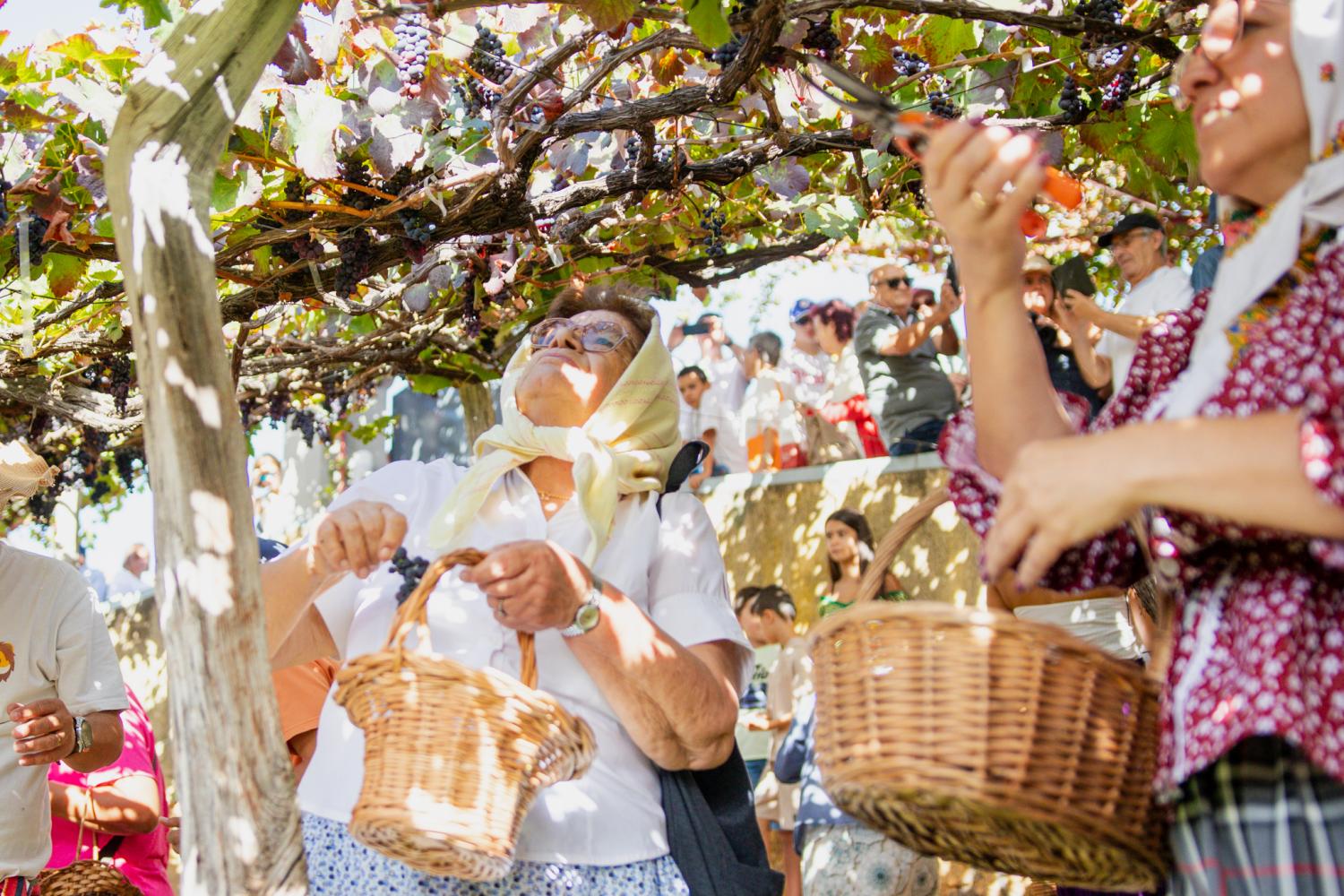 Festa das Vindimas levou milhares ao Estreito (com fotos)