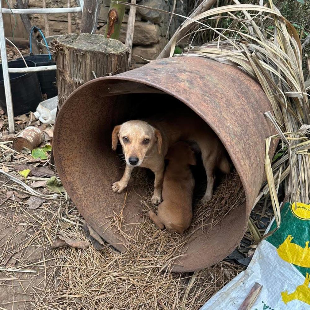 Associação resgatou cães em situação deplorável