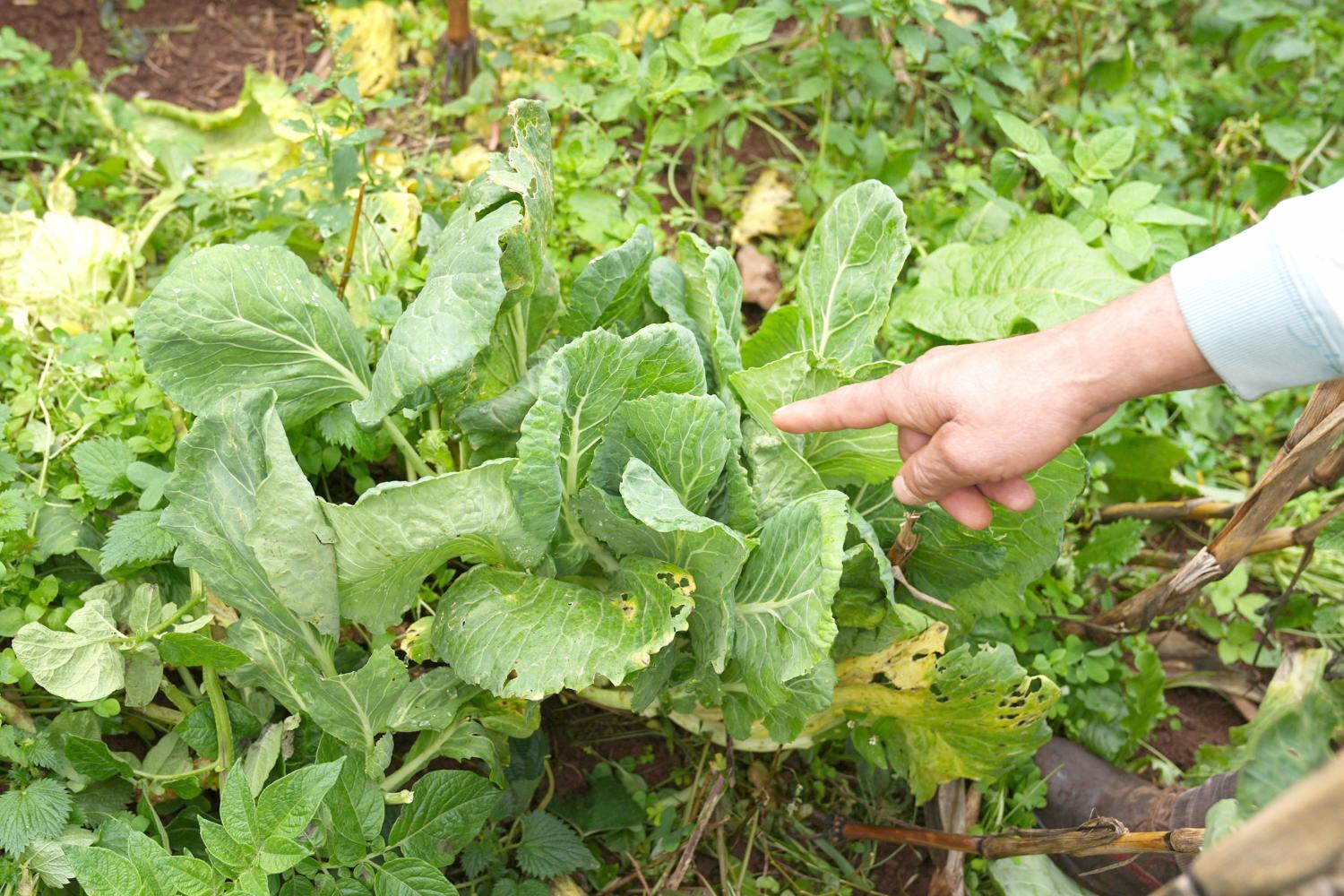 Para protegerem as couves dos pombos-torcazes, os agricultores colocam redes.