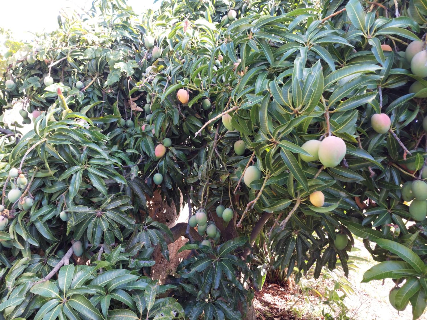 Fruta roubada de propriedade privada no Caniço gera indignação e alerta